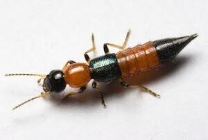 Charlie bug